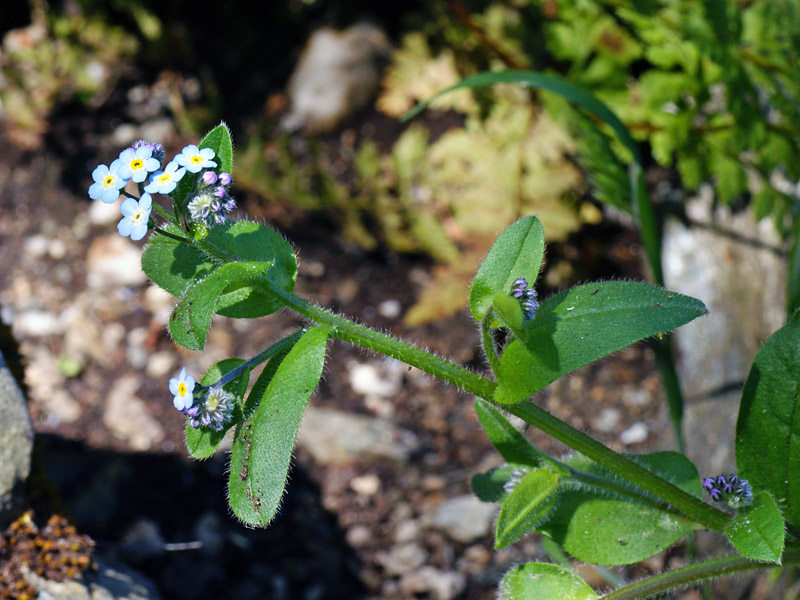 Myosotis soleirolii / Nontiscordardim di Soleirol